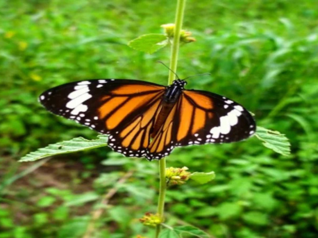 Ratapani - A Journey into pristine woods